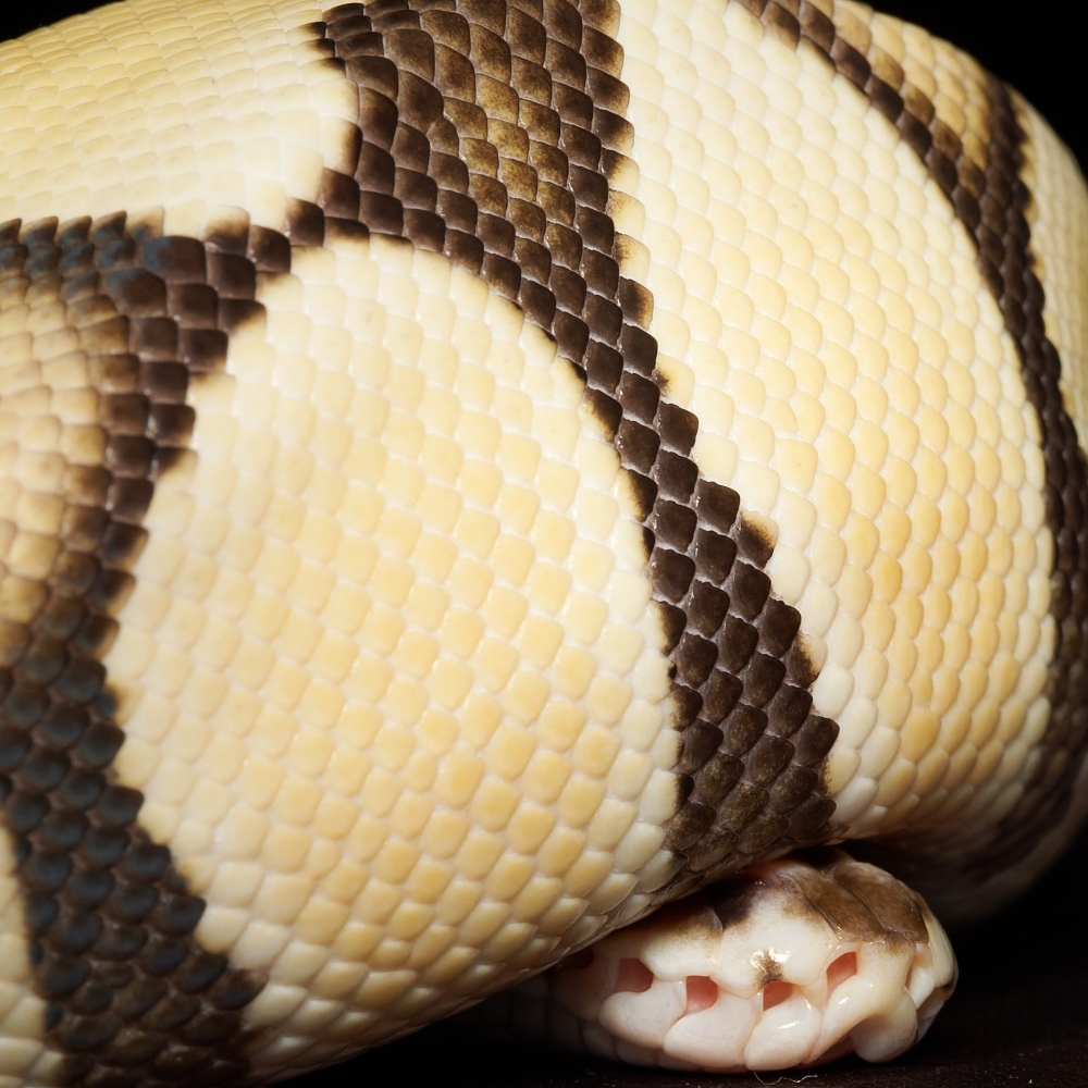 Piebald — 20251115-2025-11-15 — 60 × 40 cm