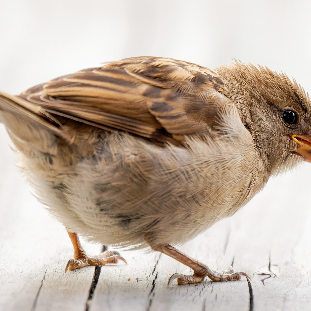 House Sparrow in Tignes — 40 × 30 cm