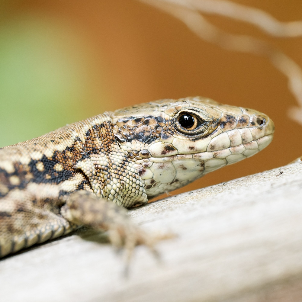 Podarcis Muralis — 20250521 — 70 × 50 cm