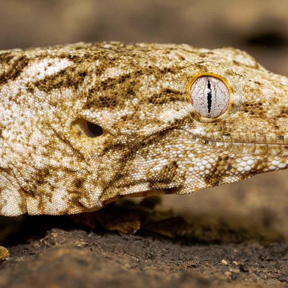 Rhacodactylus Auriculatus — 20251115-2025-11-15 — 40 × 30 cm