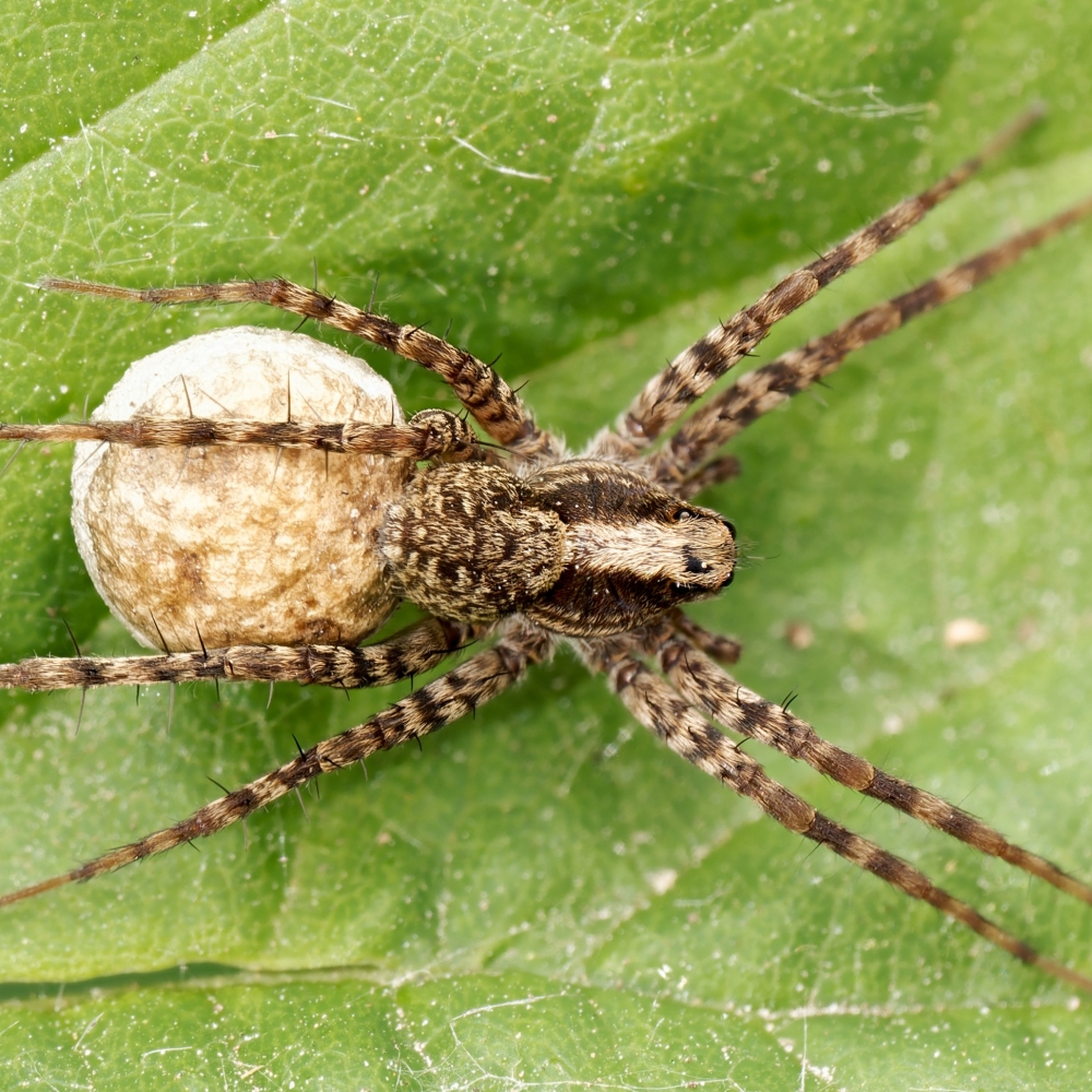 Pardosa Spec — 20250601 — 70 × 50 cm