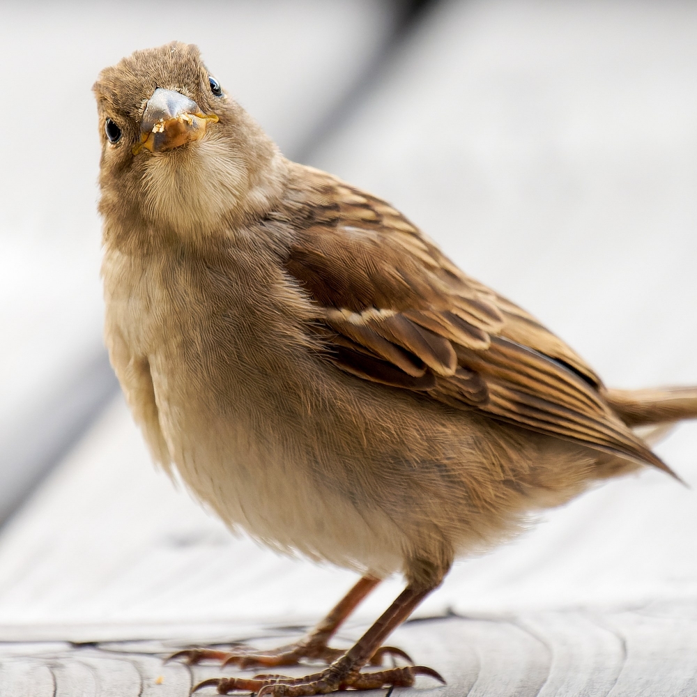 House Sparrow in Tignes — 70 × 50 cm