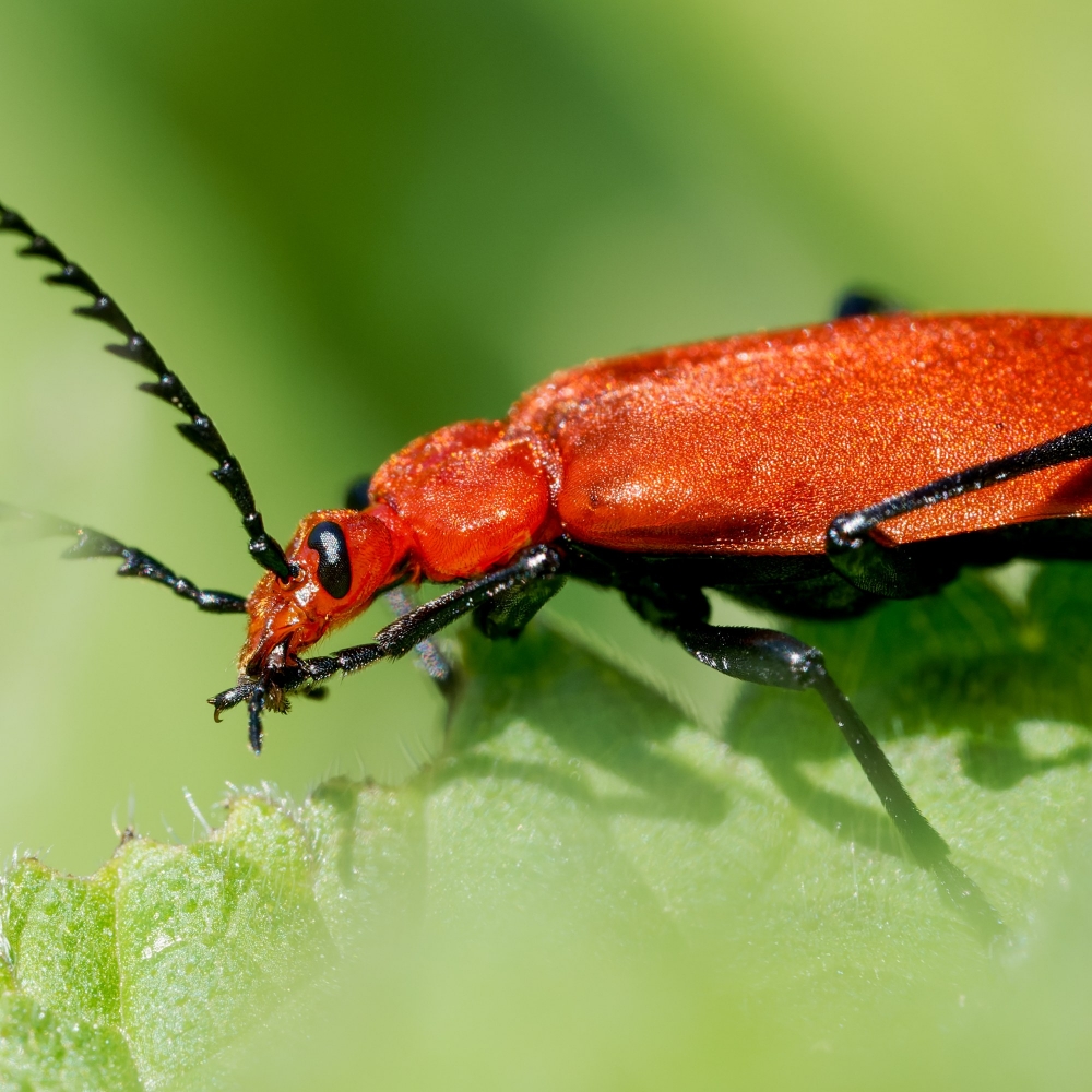 Pyrochroa Serraticornis — 20250516 — 70 × 50 cm