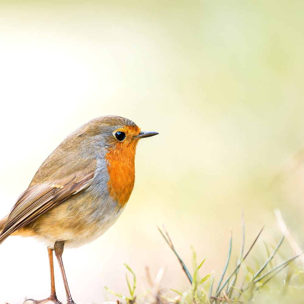 European Robin in 20251201 — 60 × 40 cm