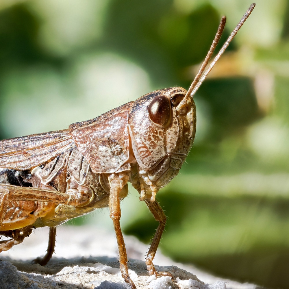 Pseudochorthippus Parallelus — 20250811 — 70 × 50 cm