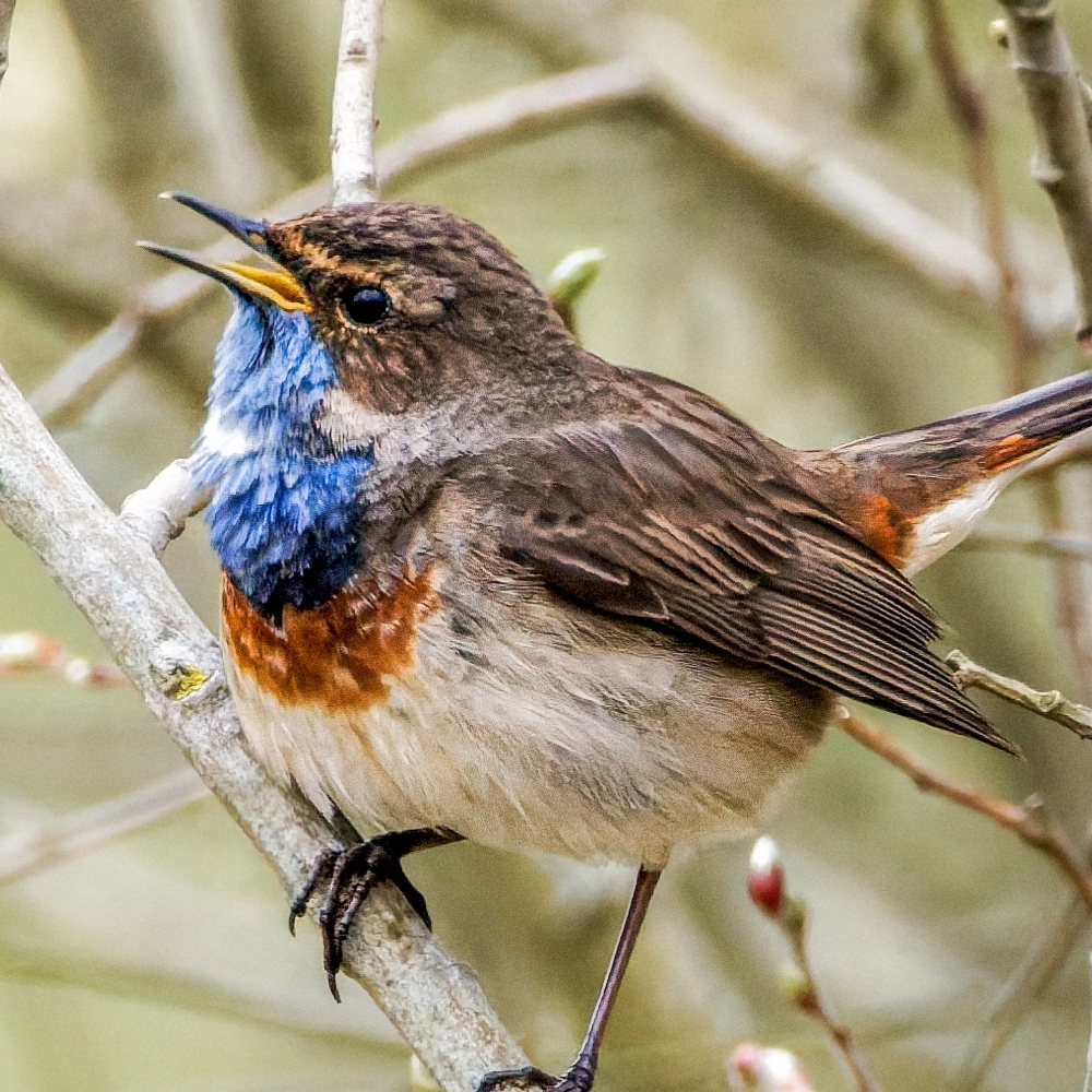 Luscinia Svecica — Congis-sur-Thérouanne