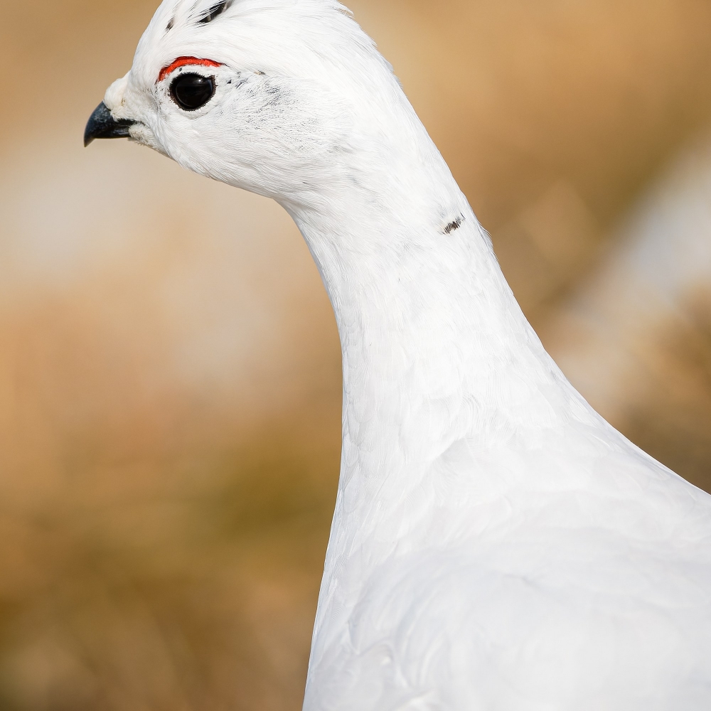 Lagopus Muta 211 — Saint-Agnan-en-Vercors — 60 × 40 cm