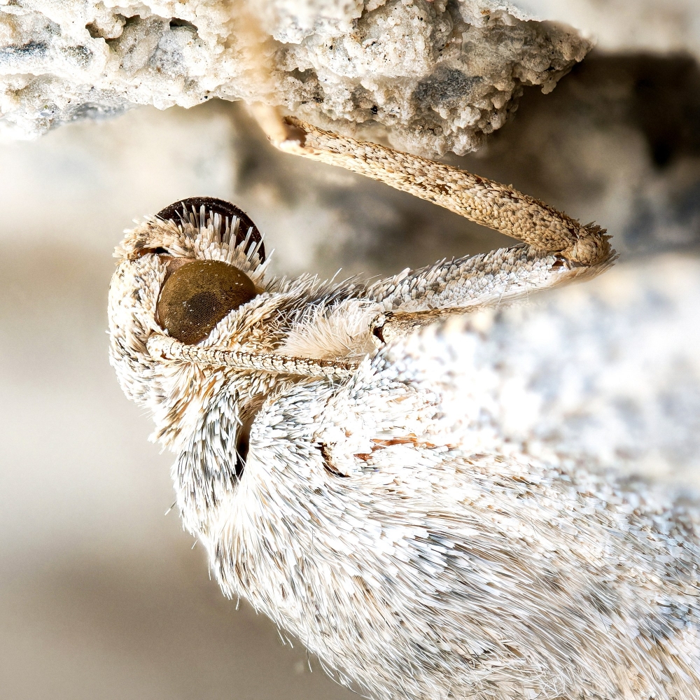 Caradrina Kadenii — 20250811 — 40 × 30 cm