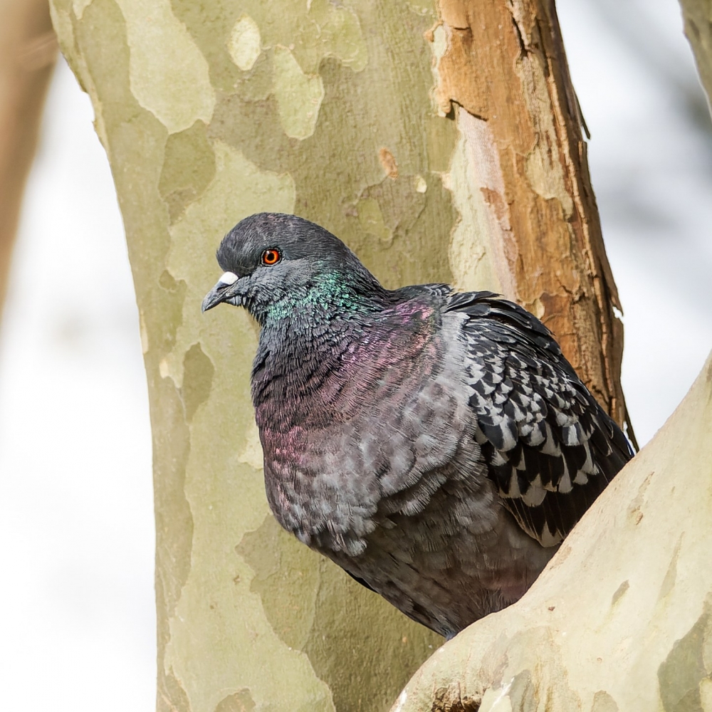 Columba Livia Var. Domestica — Migenne