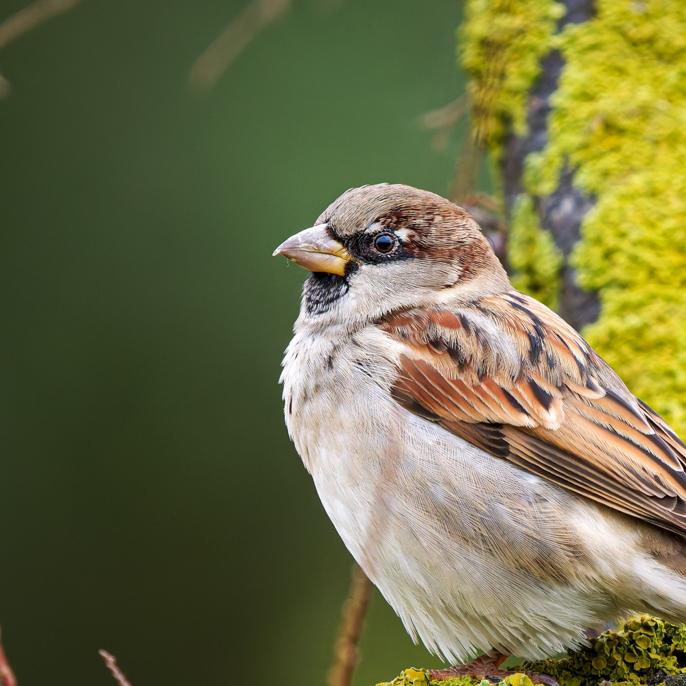 House Sparrow in 20251201 — 60 × 40 cm