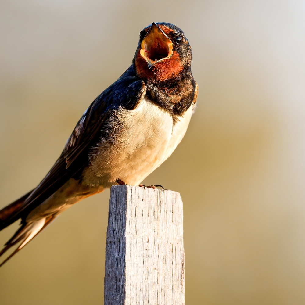 Hirundo Rustica — Rosnay — 70 × 50 cm