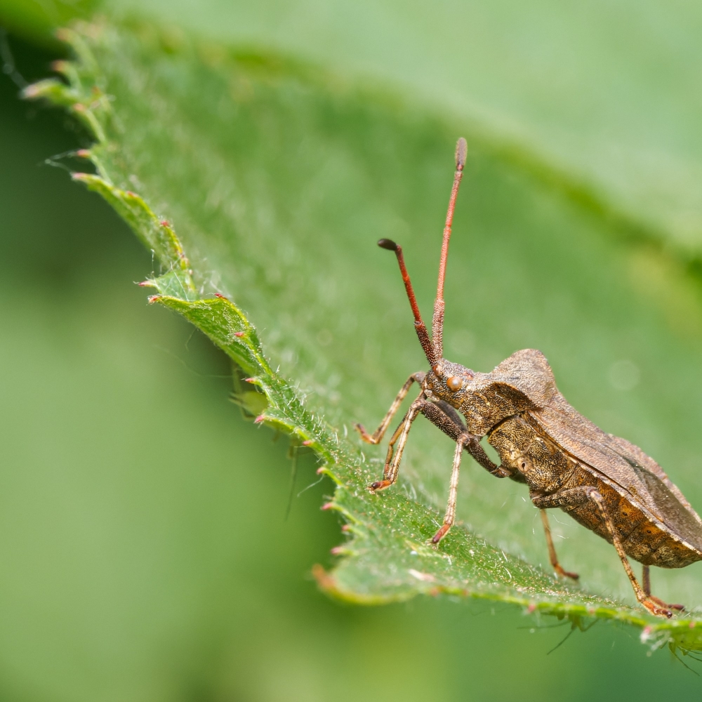 Coreus Marginatus — 20250601 — 40 × 30 cm