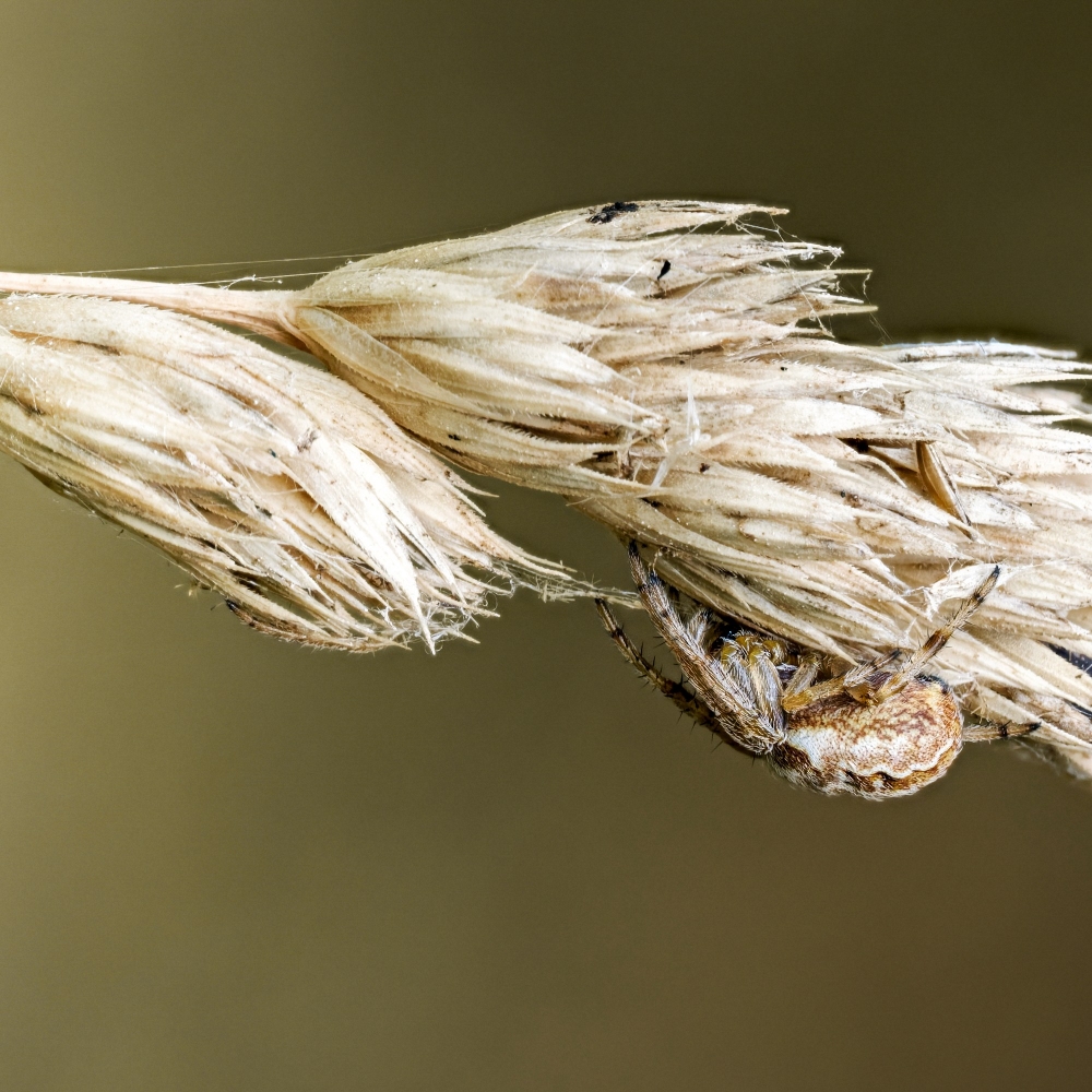 Larinioides Cornutus — Cheny — 60 × 40 cm