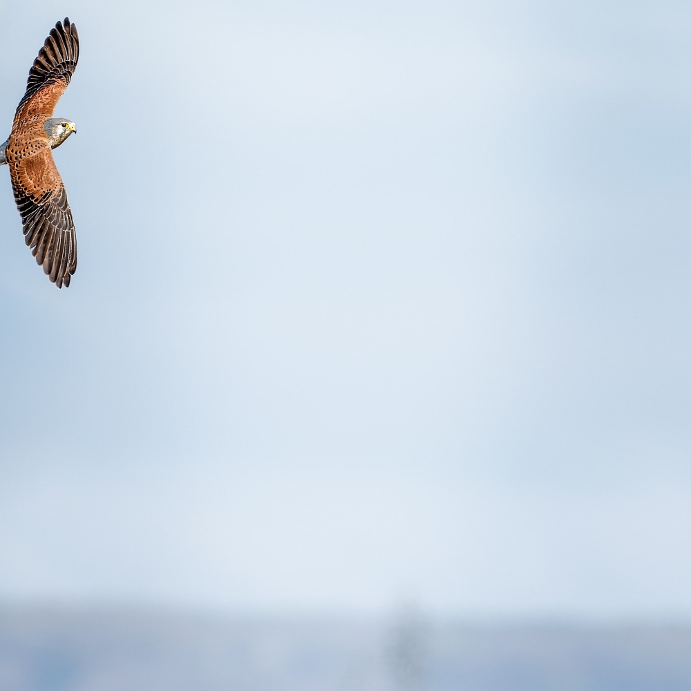 Falco Tinnunculus — Vergigny