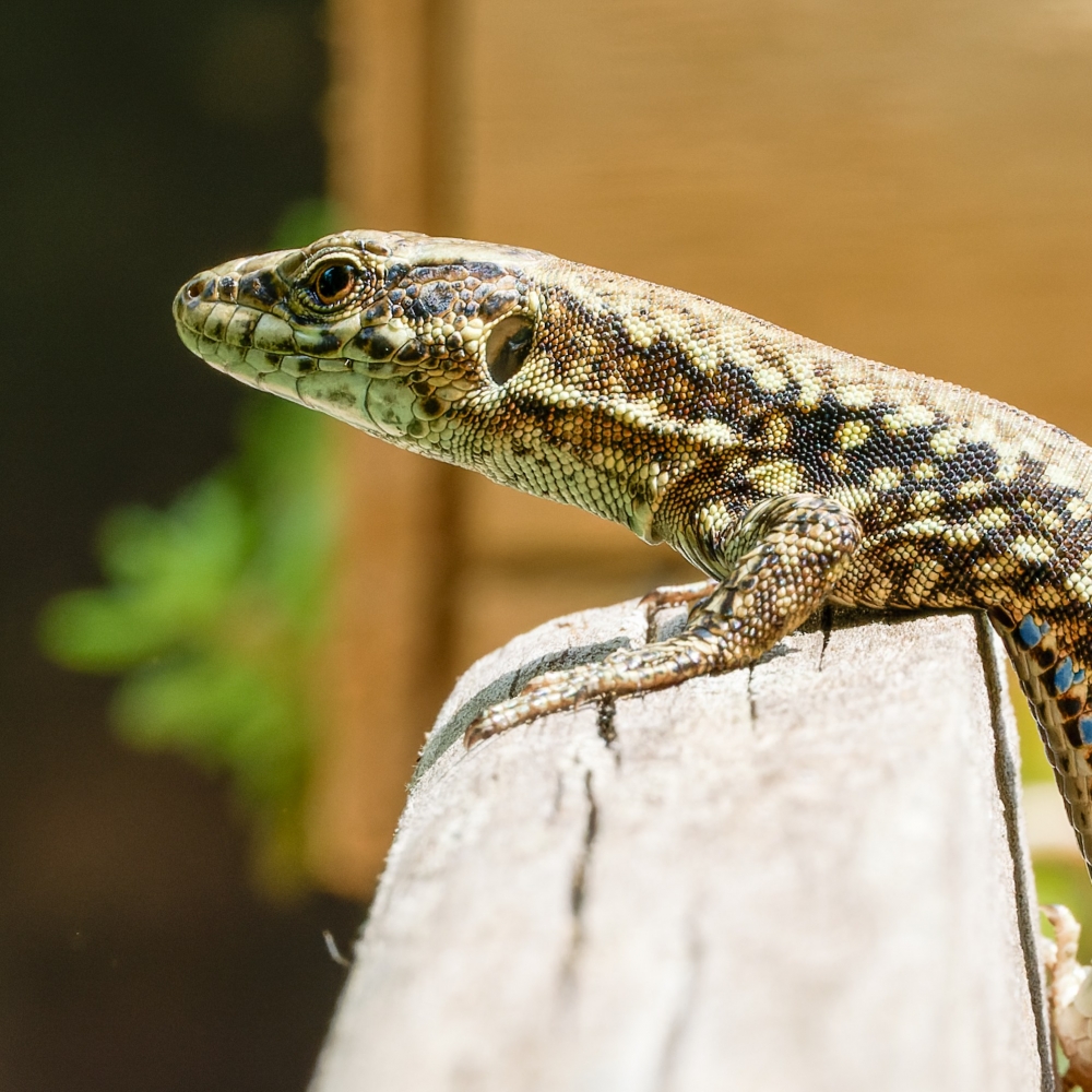Podarcis Muralis — 20250521 — 40 × 30 cm