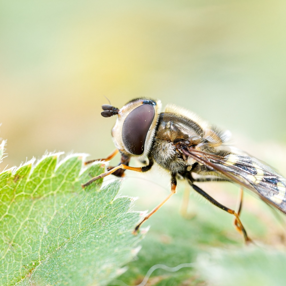 Scaeva Selenitica — 20250812 — 60 × 40 cm