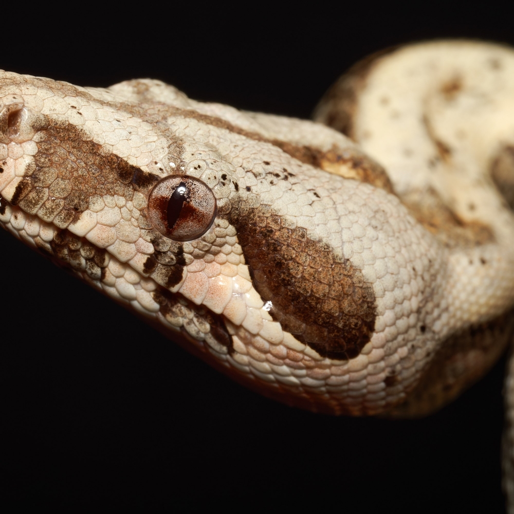 Boa Constrictor Operator — 20251115-2025-11-15 — 40 × 30 cm