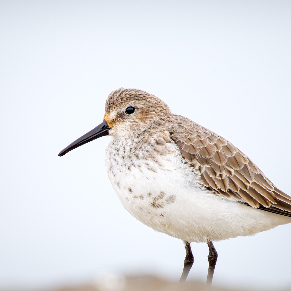 Calidris Alpina — 20251204 — 70 × 50 cm