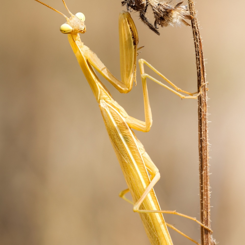 European Praying Mantis in Venoy — 50 × 70 cm