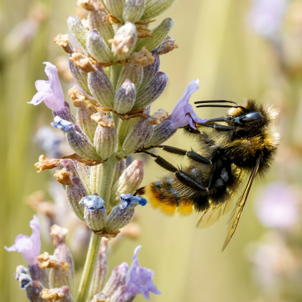 Bombus Lapidarius — Venoy — 50 × 70 cm