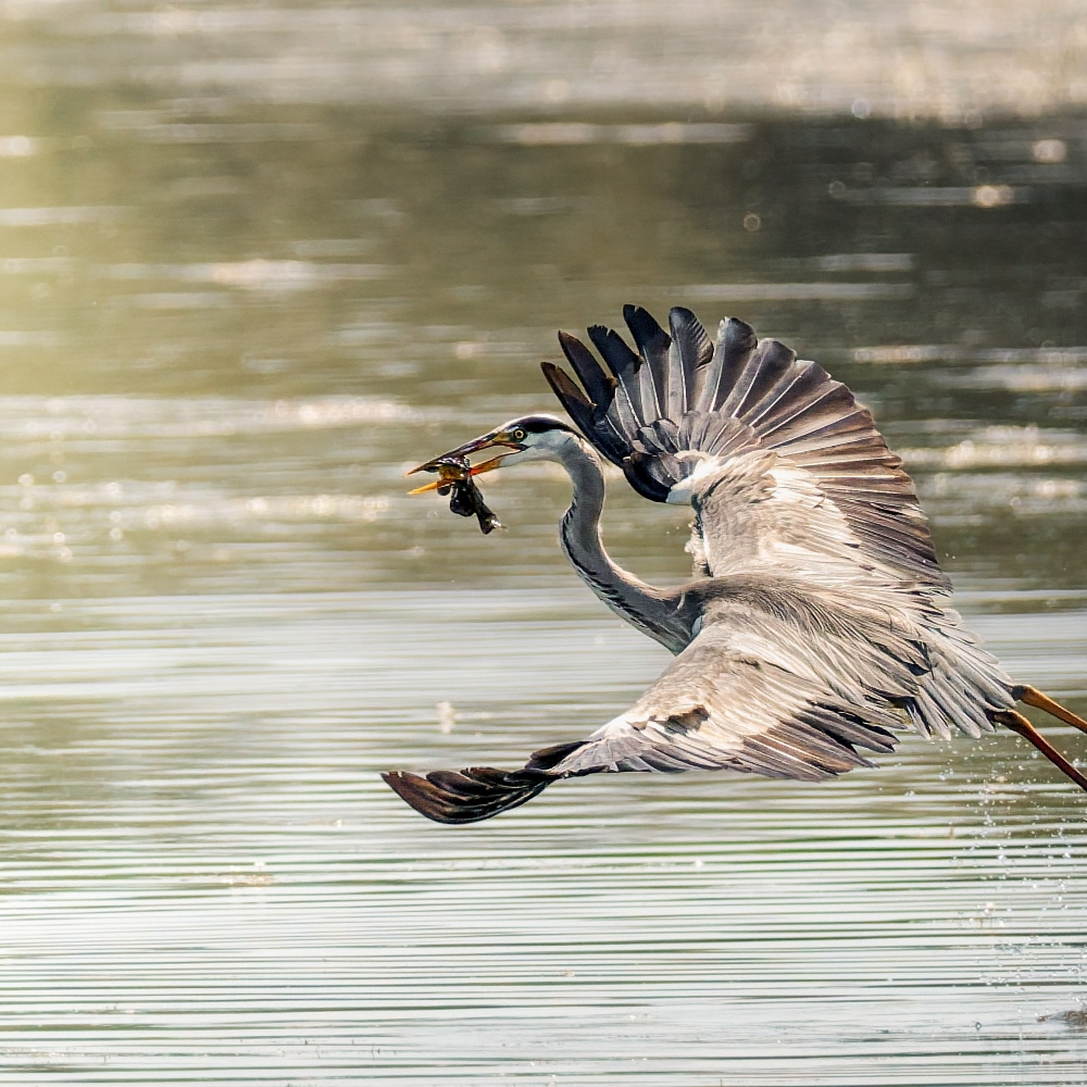 Grey Heron in Rosnay — 60 × 40 cm