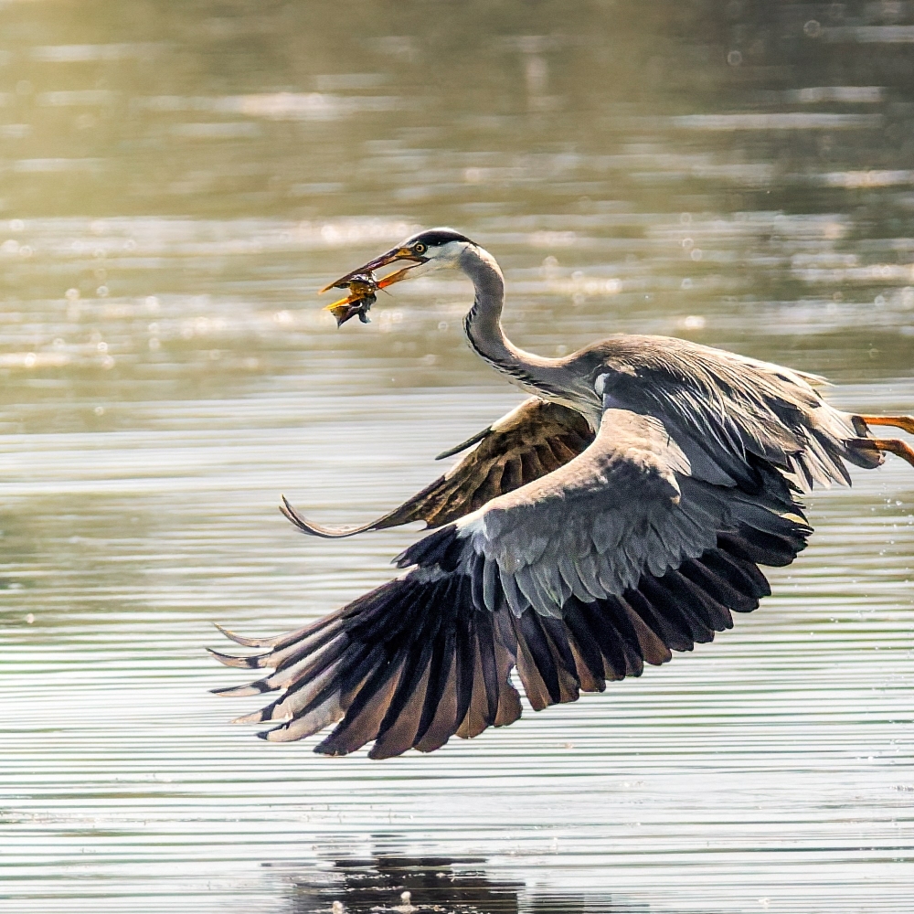 Grey Heron in Rosnay — 40 × 30 cm