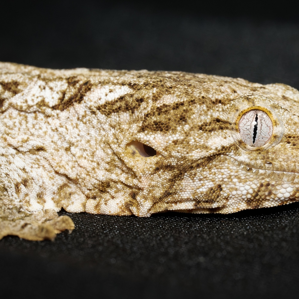 Rhacodactylus Auriculatus — 20251115-2025-11-15 — 40 × 30 cm