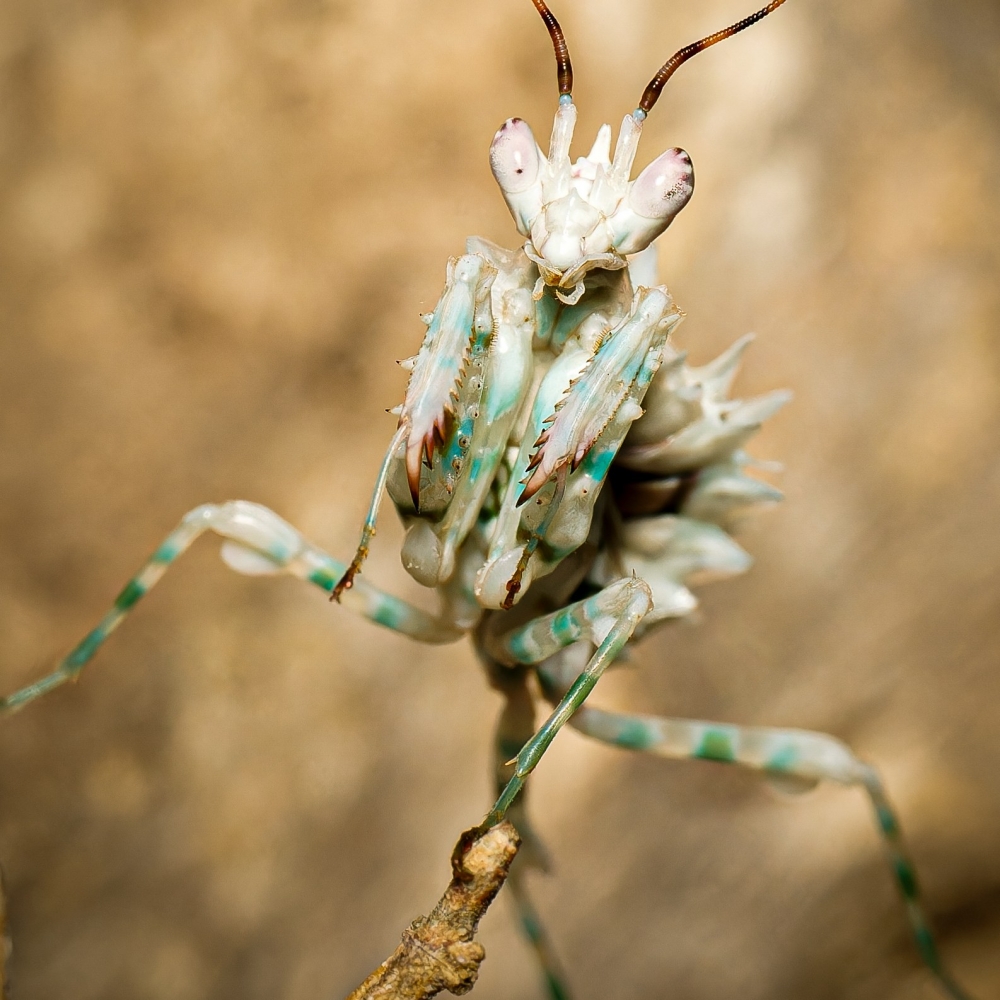 Pseudocreobotra Lestoni — 50 × 70 cm