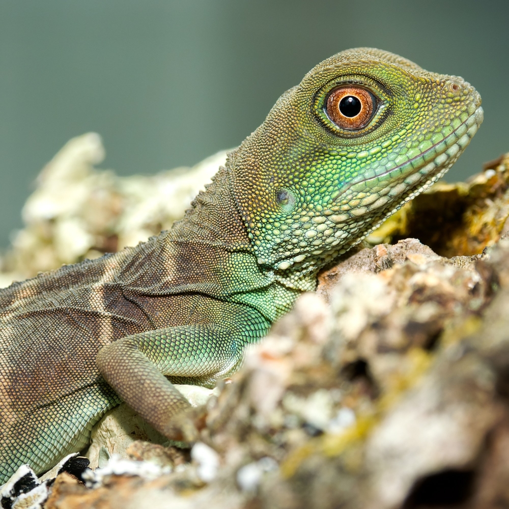 Physignathus Cocincinus — 20251115-2025-11-15 — 70 × 50 cm