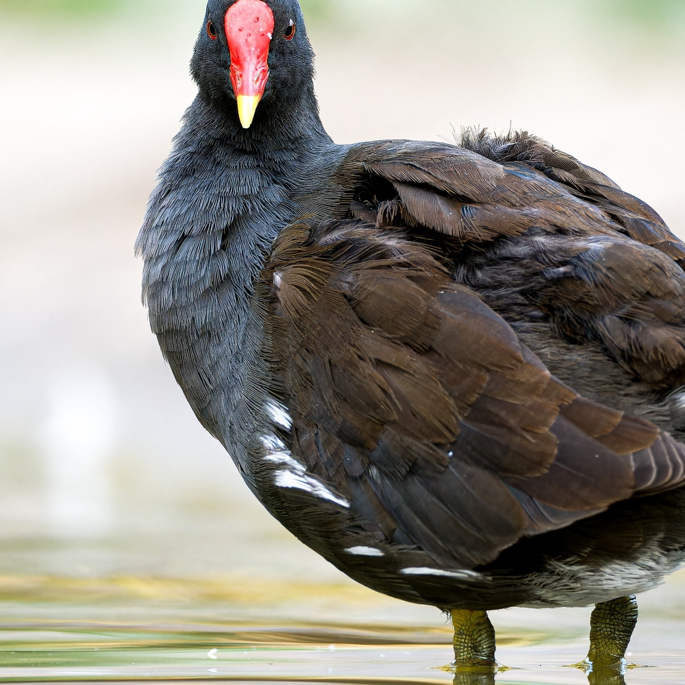 Gallinula Chloropus — Bois de Boulognes — 70 × 50 cm