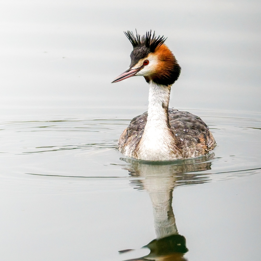 Podiceps Cristatus — Congis-sur-Thérouanne 