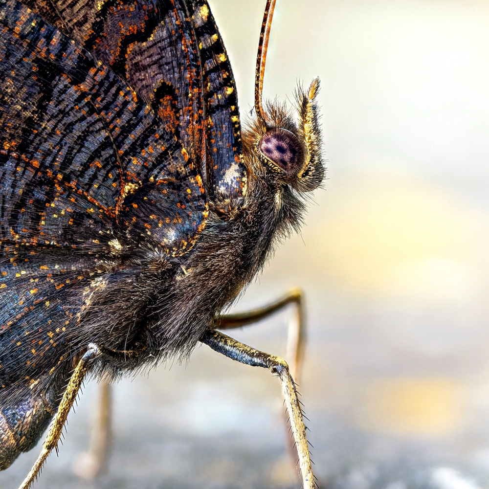Aglais Io — Sceaux — 70 × 50 cm