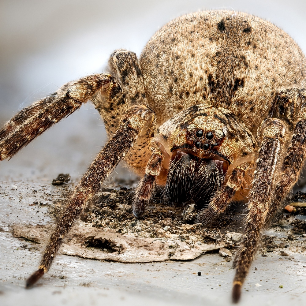 Zoropsis Spinimana — Joigny
