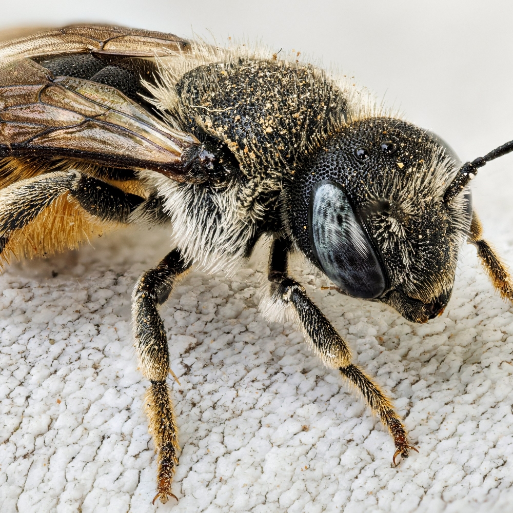Osmia Spinulosa — Venoy — 40 × 30 cm