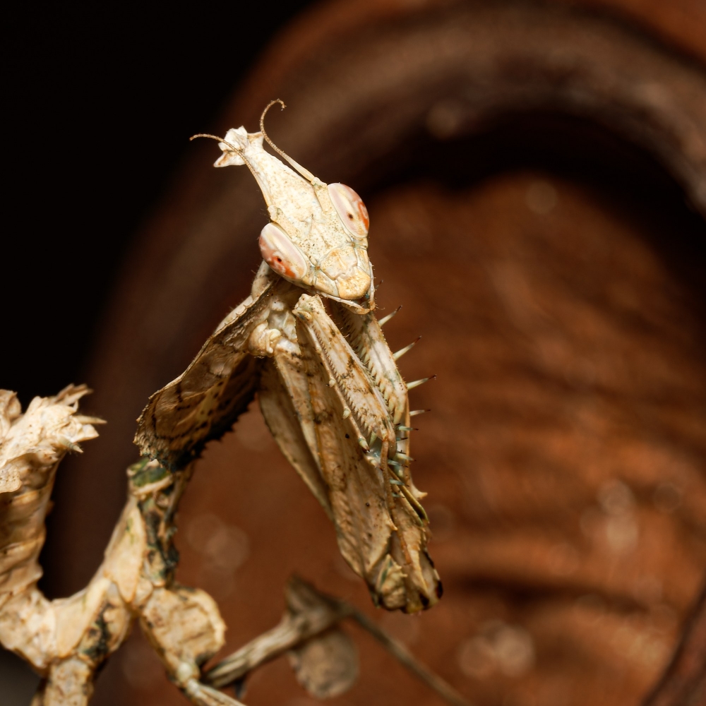 Empusa Pennata — 40 × 30 cm