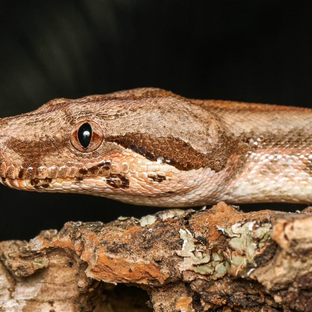 Boa Constrictor — 20251115-2025-11-15 — 60 × 40 cm