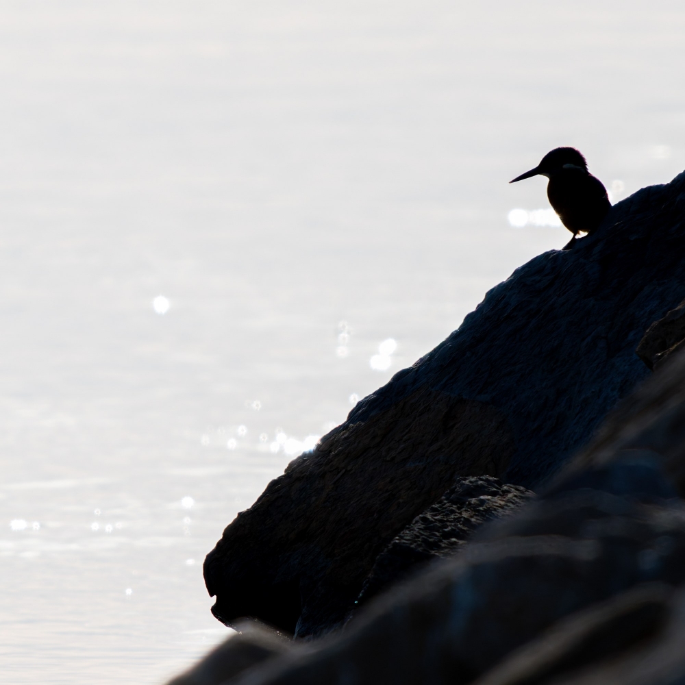 Alcedo Atthis — 20251204 — 60 × 40 cm