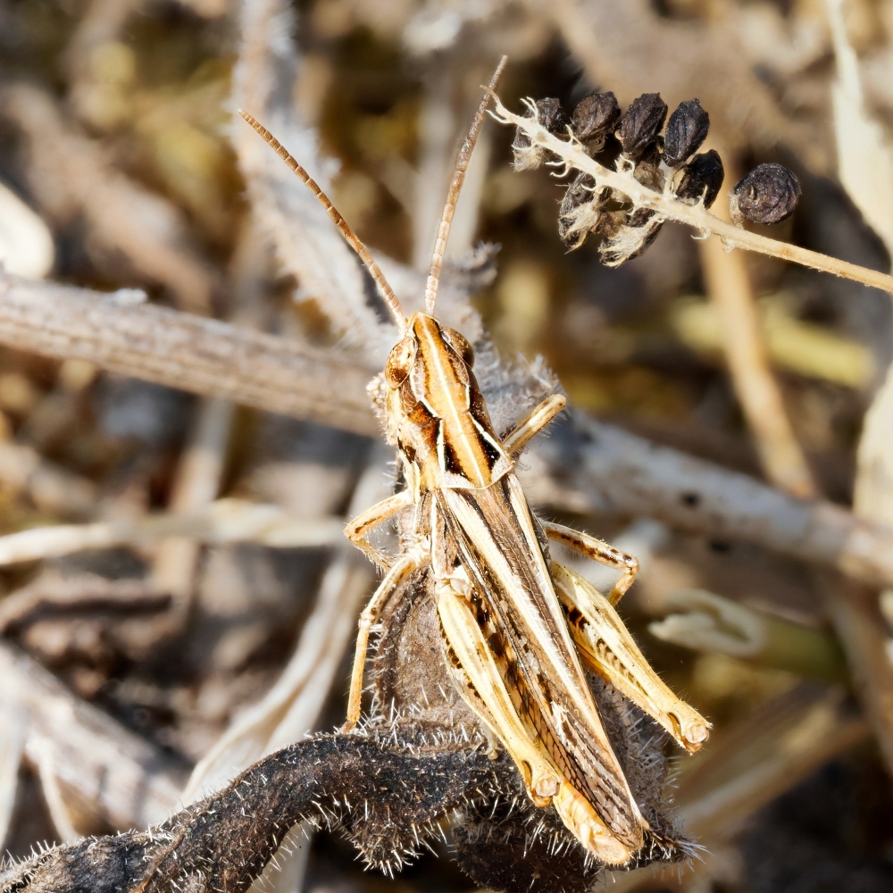 Chorthippus Biguttulus Group — Venoy — 70 × 50 cm