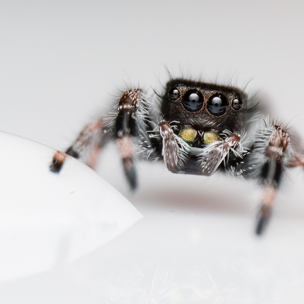 20250124,25 L5 Phidippus Regius Bahamas — 70 × 50 cm