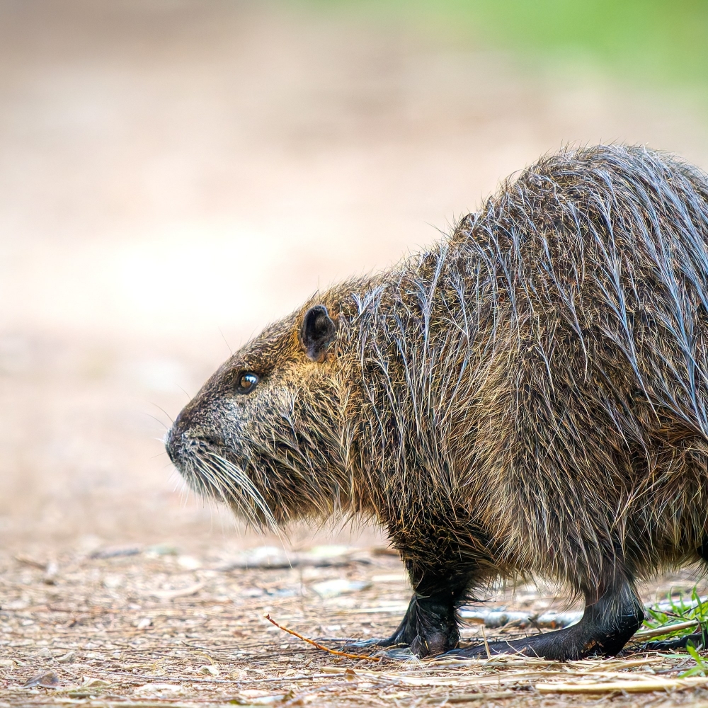 Myocastor Coypus — 20251201 — 60 × 40 cm