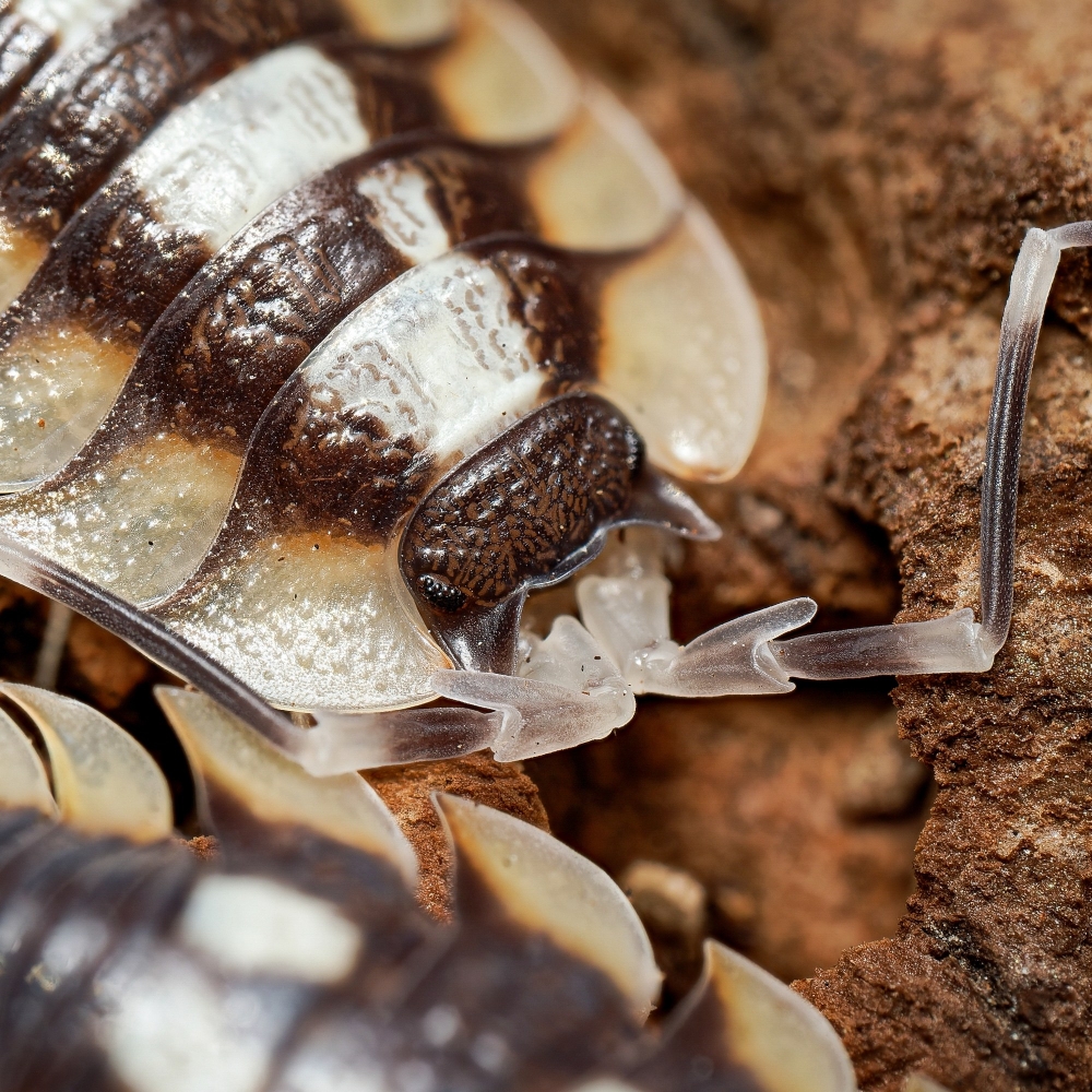 Porcellio Expansus — 70 × 50 cm