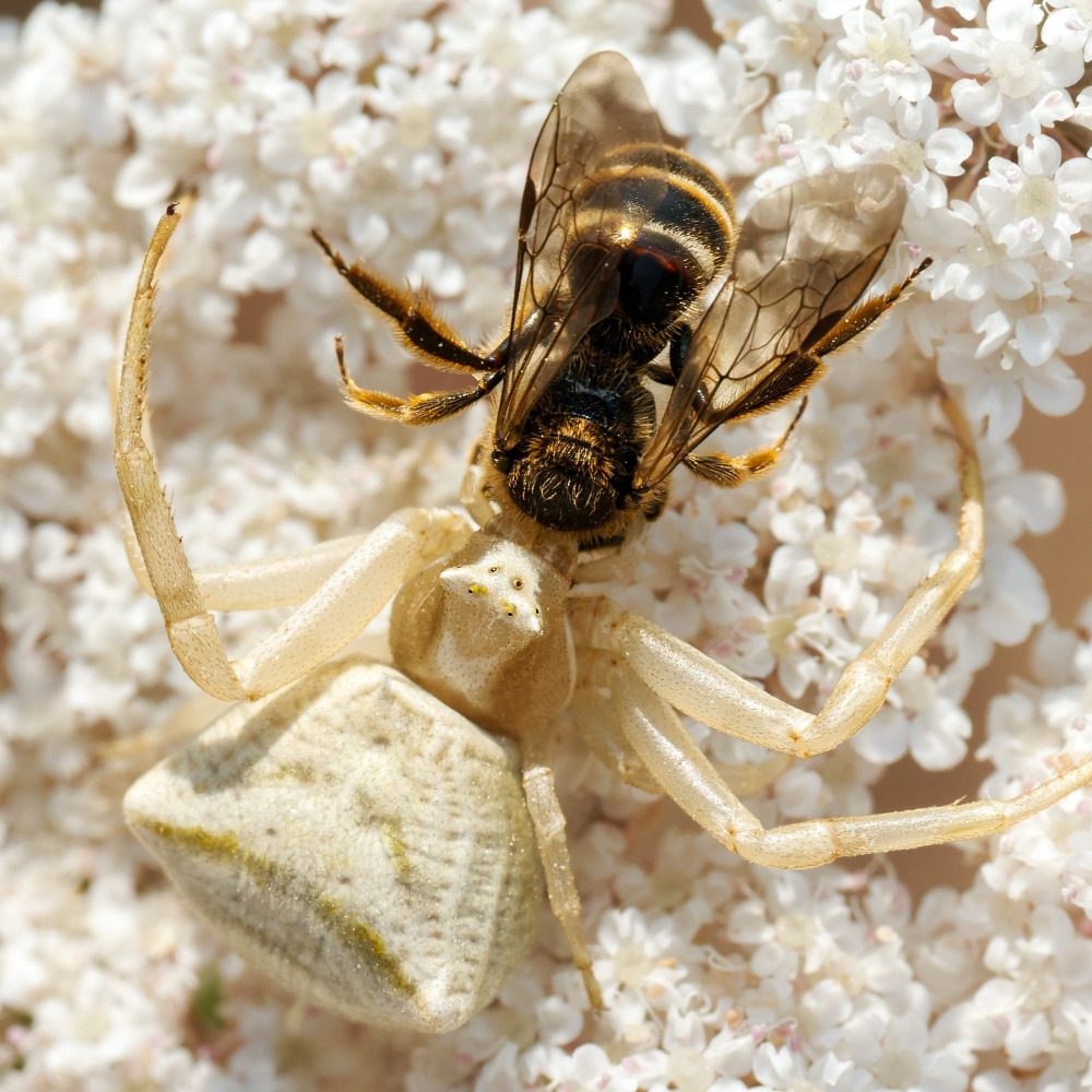 Misumena Vatia X Apis Mellifera — Venoy — 70 × 50 cm