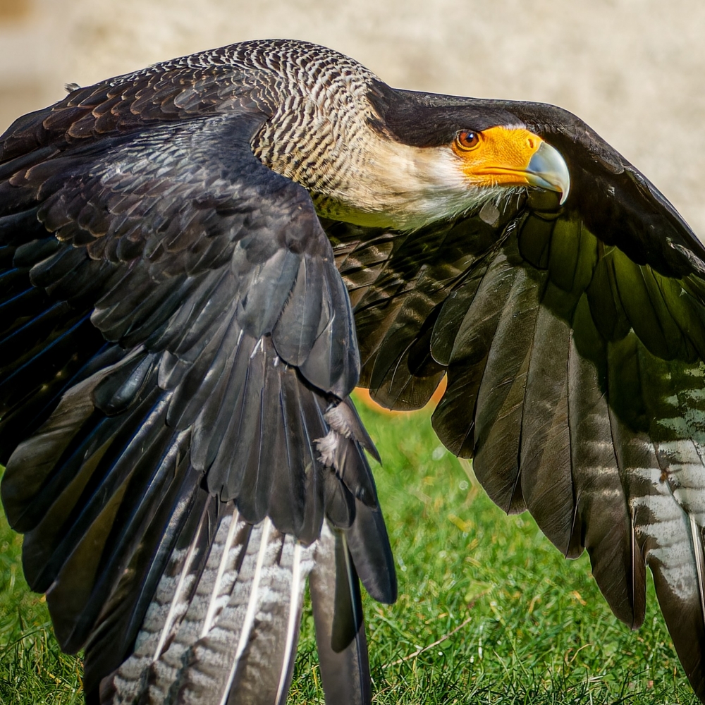 Caracara Plancus — 20251014 — 70 × 50 cm