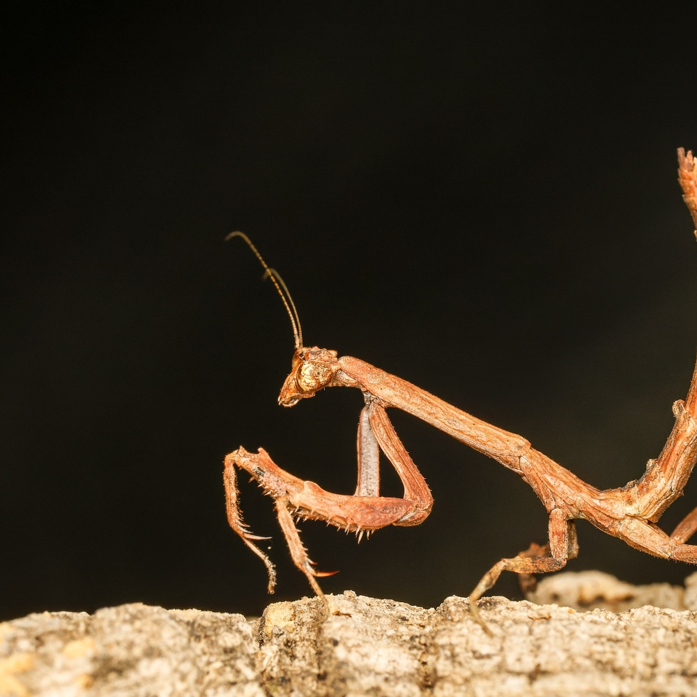 Popa Spurca — 20251115-2025-11-15 — 70 × 50 cm