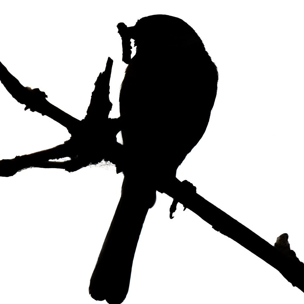 Parus Majo — 20250518 — 40 × 30 cm
