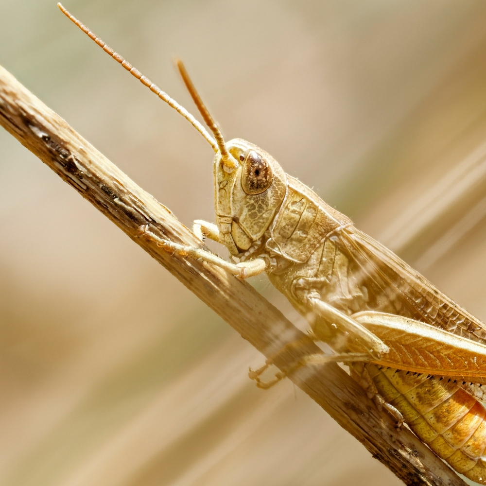 Chorthippus Dorsatus — Venoy — 40 × 30 cm