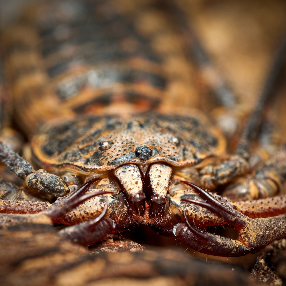 Euphrynichus Bacillifer — 40 × 30 cm