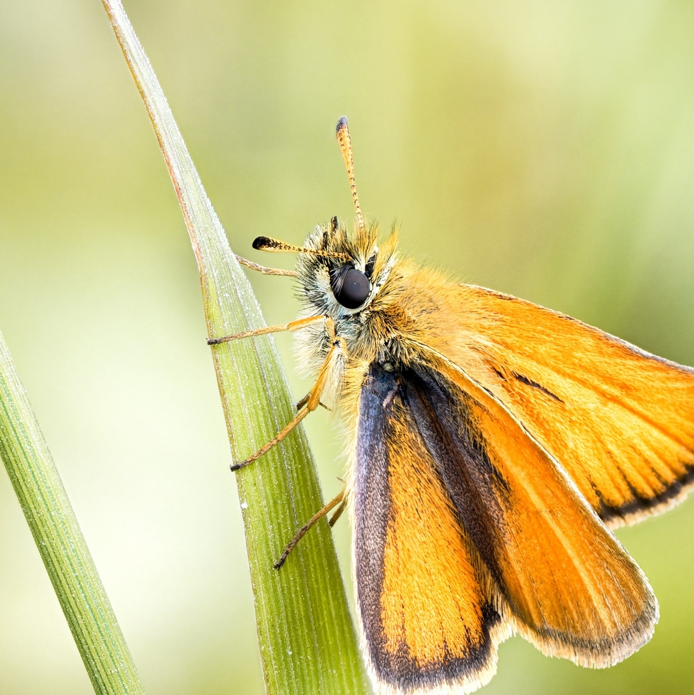 Thymelicus Lineola — 20250811 — 40 × 60 cm