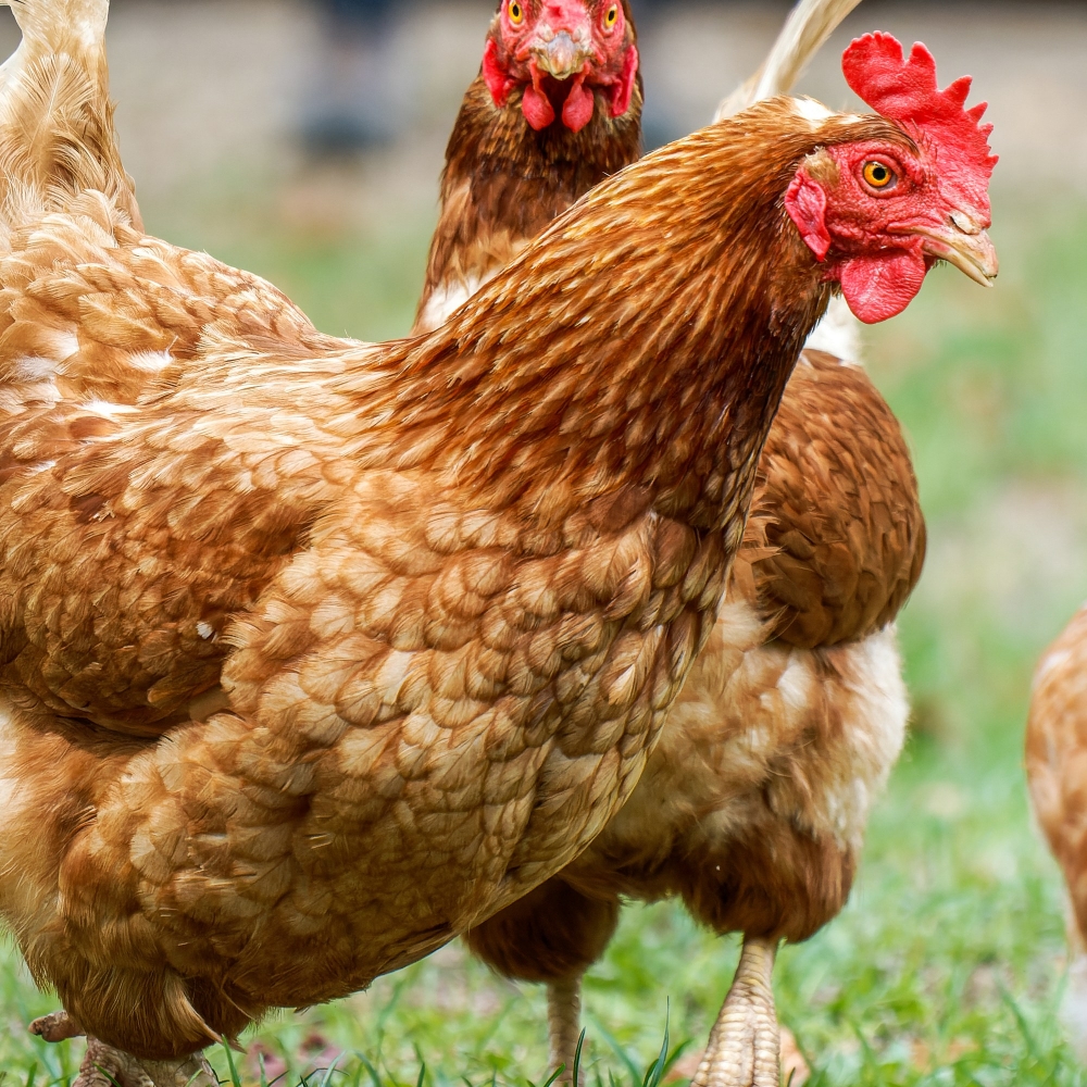 Gallus Gallus F. Domesticus — Les Planches-en-Montagne — 60 × 40 cm