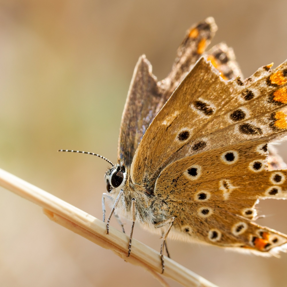 Common Blue Butterfly in Venoy — 70 × 50 cm